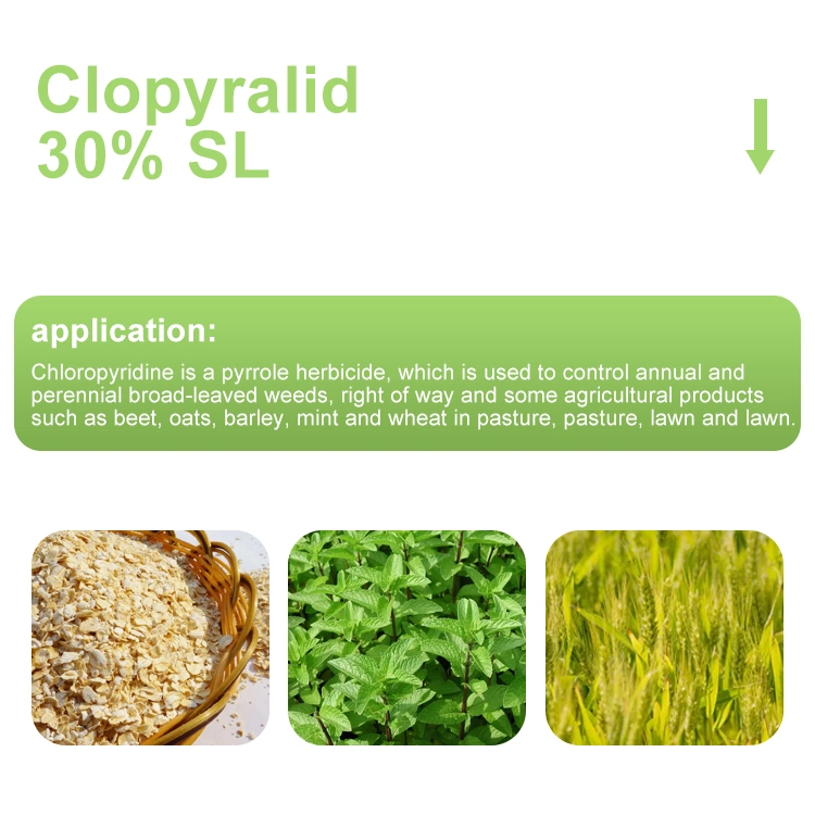 Synthetic Auxin Herbicide Clopyralid 30% SL Agrochemical Pesticide Factory Price