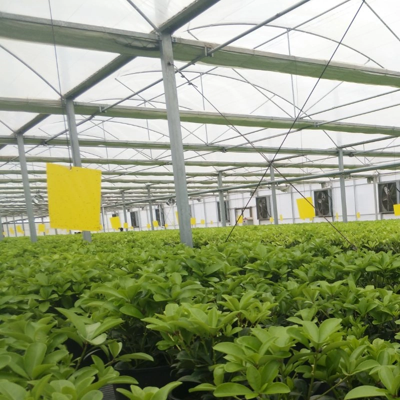 Polycarbonate Board PC Sheet Greenhouse for Plants
