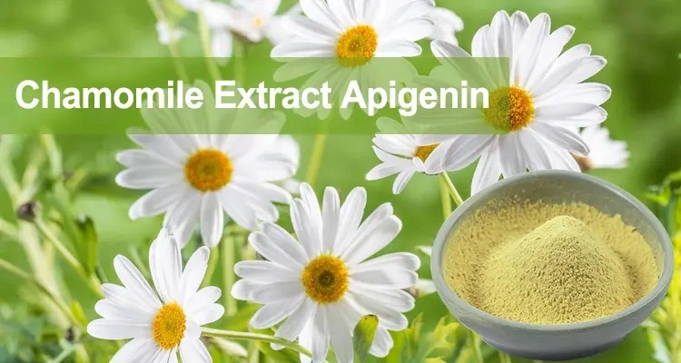 E. K Herb China Factory Price Supply 100% Pure Natural Chamomile Extract/Chamomile Flower Extract Apigenin Supplement 1%-98% HPLC CAS. 520-36-5