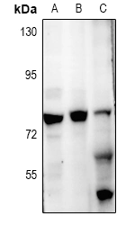 Znf287 Polyclonal Antibody