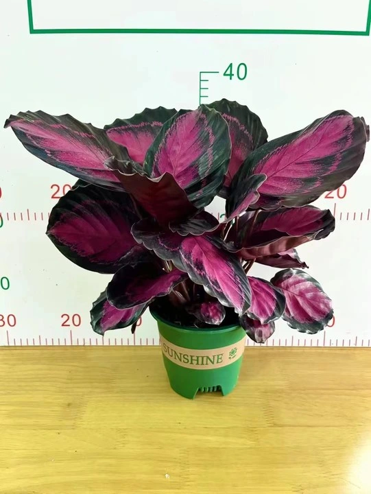 Zimmerpflanze Live Pflanzen Calathea Rusco Bonsai Schwarz Rose Rot Purpurrot