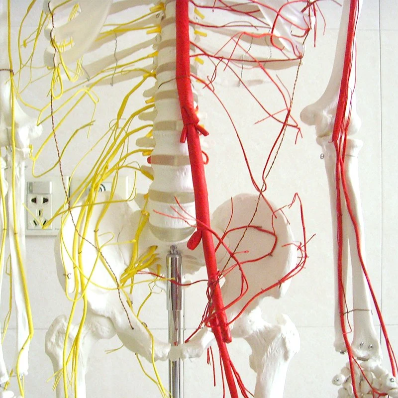 High Quality PVC Humam Anatomical Model 170cm Human Skeleton with Main Arteries and Spinal Nerves