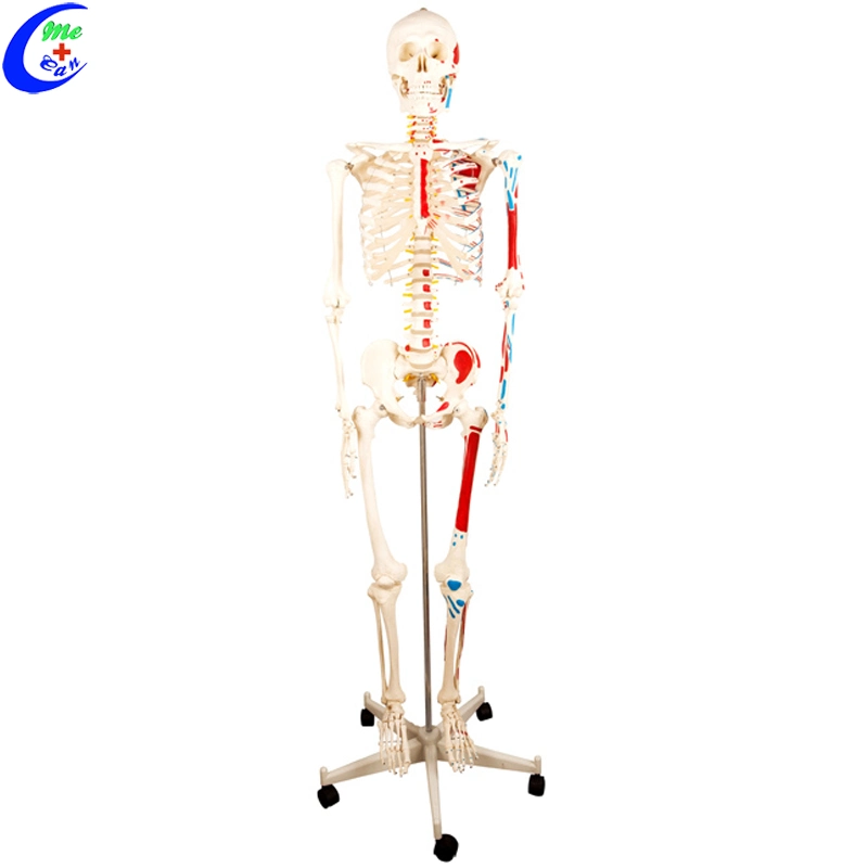 Medizinische Schule Menschliche Anatomie Dummy Skelett Modell