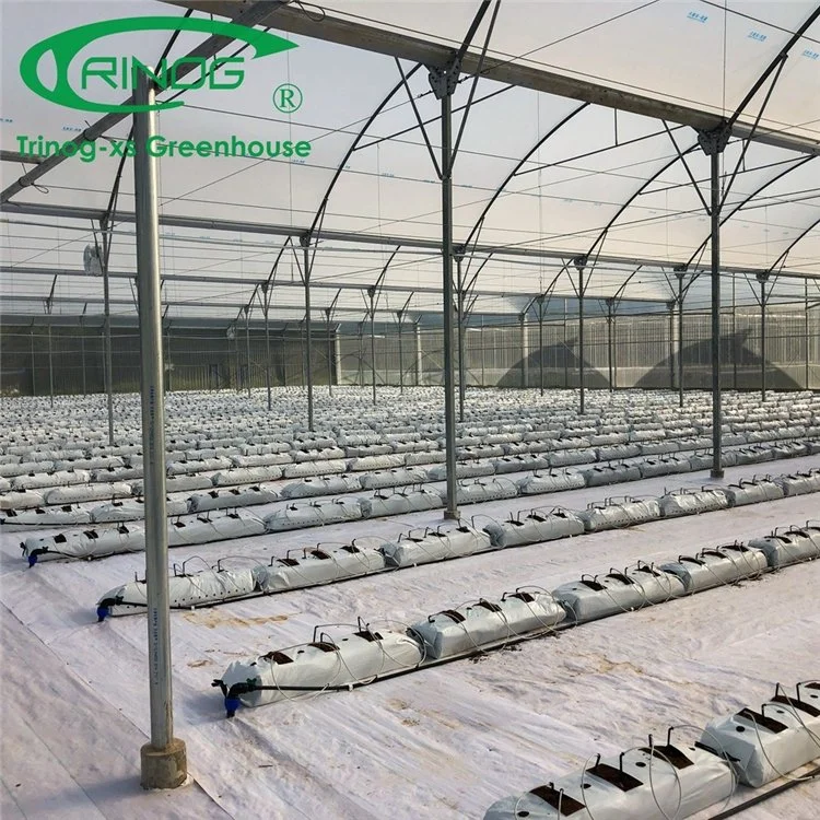 High quality/High cost performance  Multi-Span Galvanized Steel Structure Film Green House for Flowers and Grass Planting