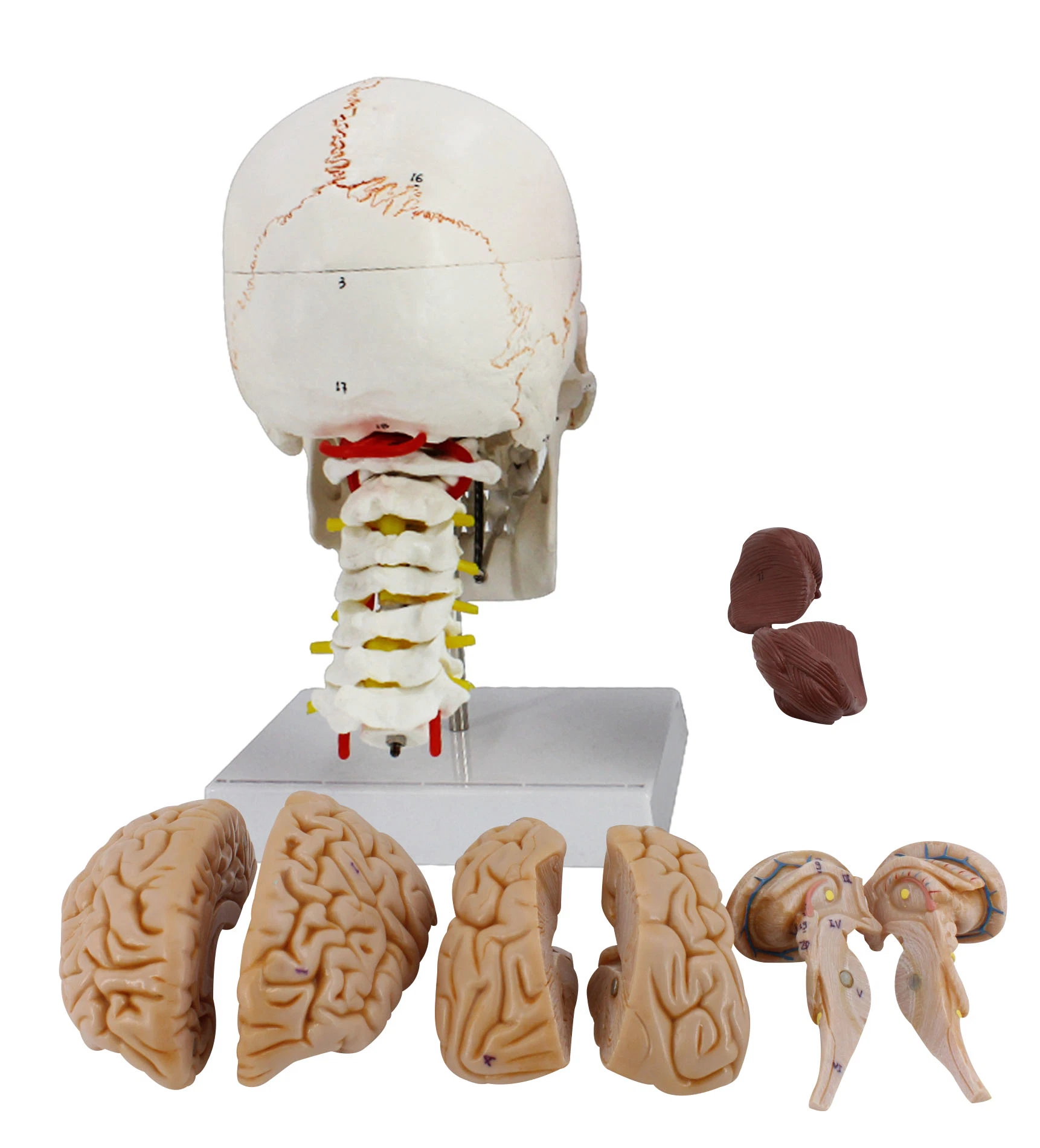 Modelo de cráneo con número de cerebro desmontable con columna vertebral cervical