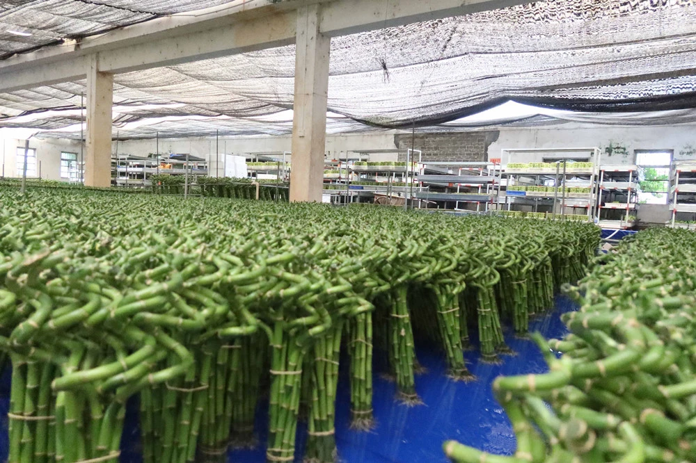 High quality/High cost performance spiral Lucky Bamboo Live Plant Artificial Flower Wholesale/Supplier