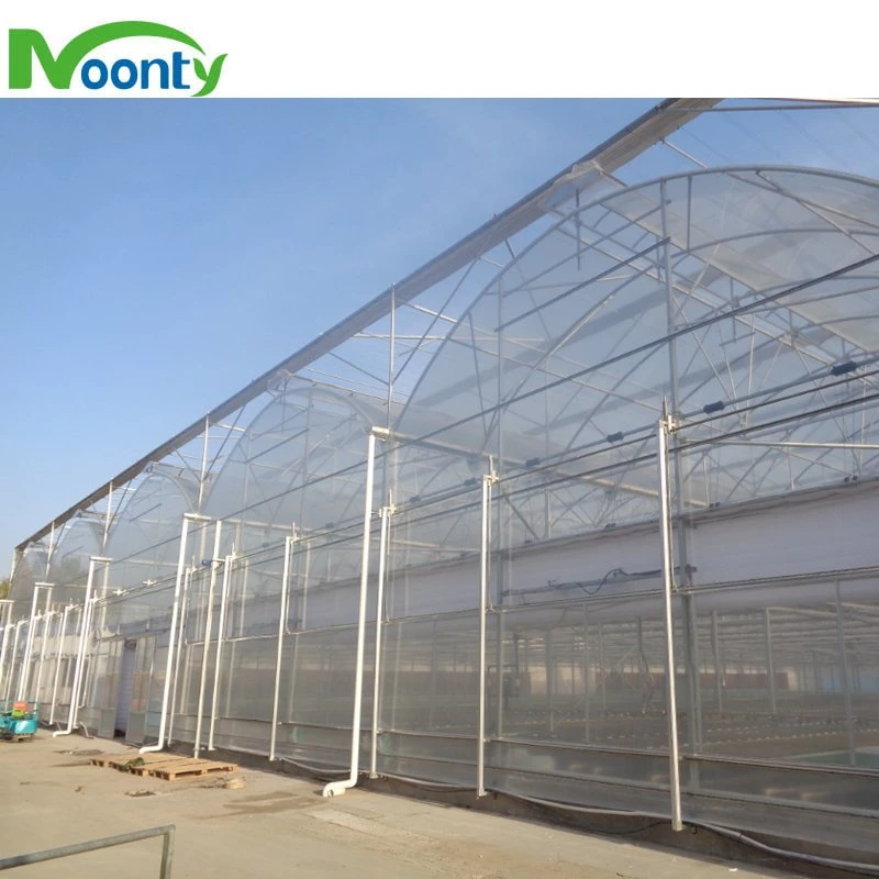 Greenhouse Roof Ventilation with 200 Micron Plastic Film Covering