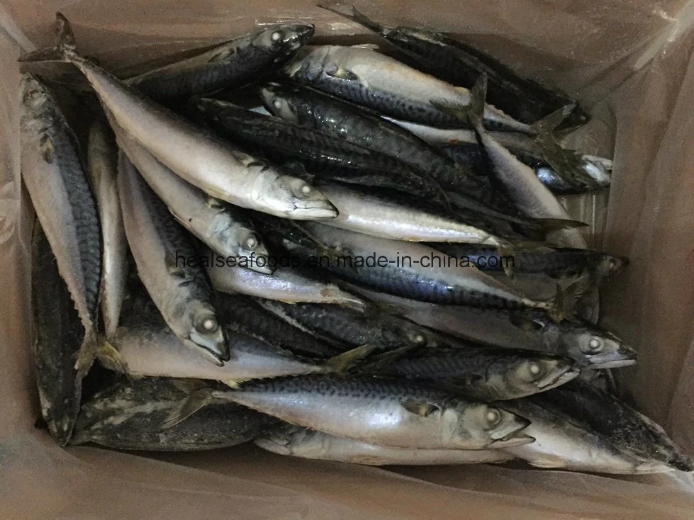 Good Quality Small Size Mackerel (100-120)