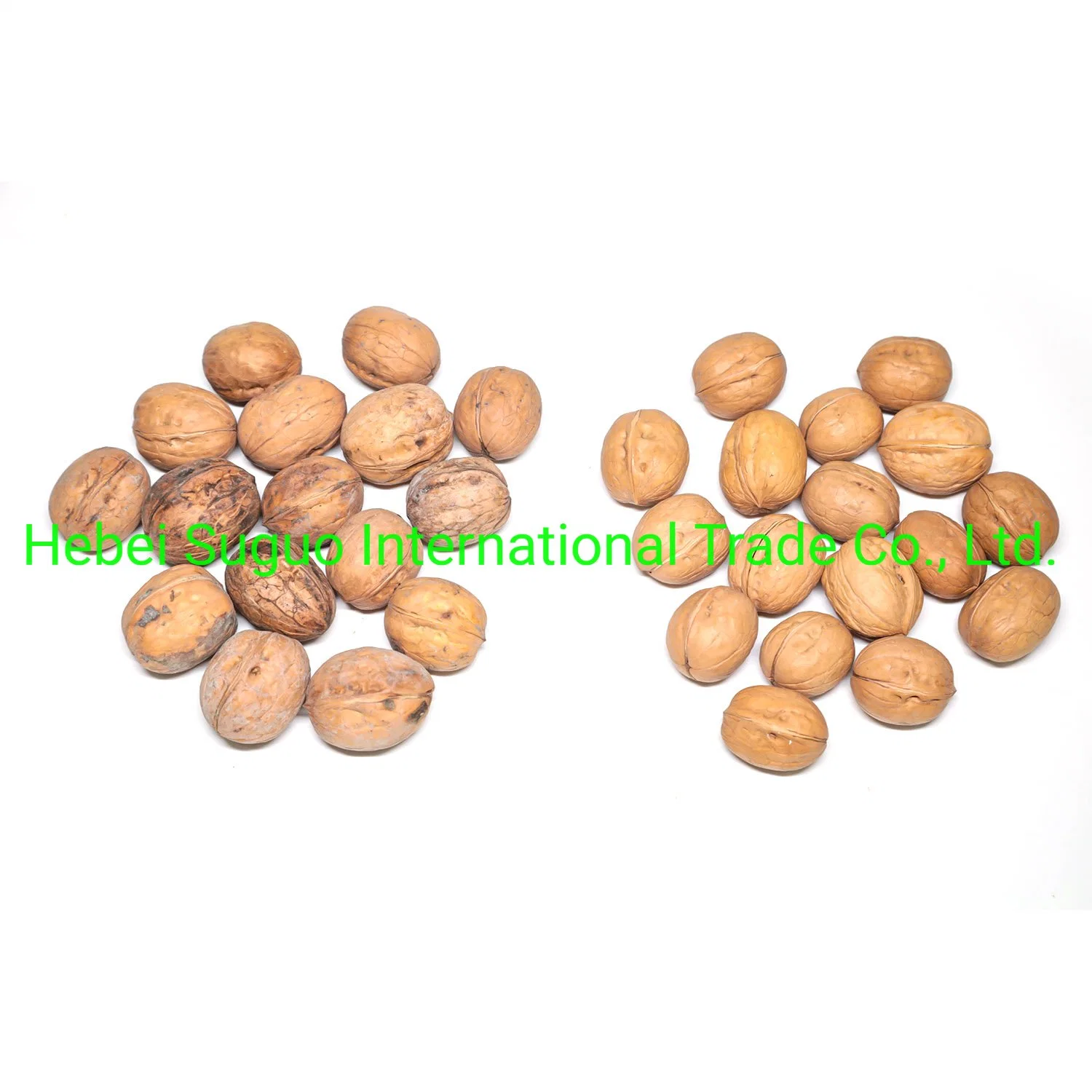 Chinese 185 33 Xiner Xinfeng Walnut and Walnut Kernels