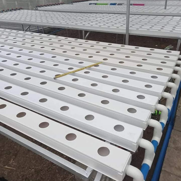 NFT Hydrofhonic Microgreen System Greenhouse Strawberry creciendo