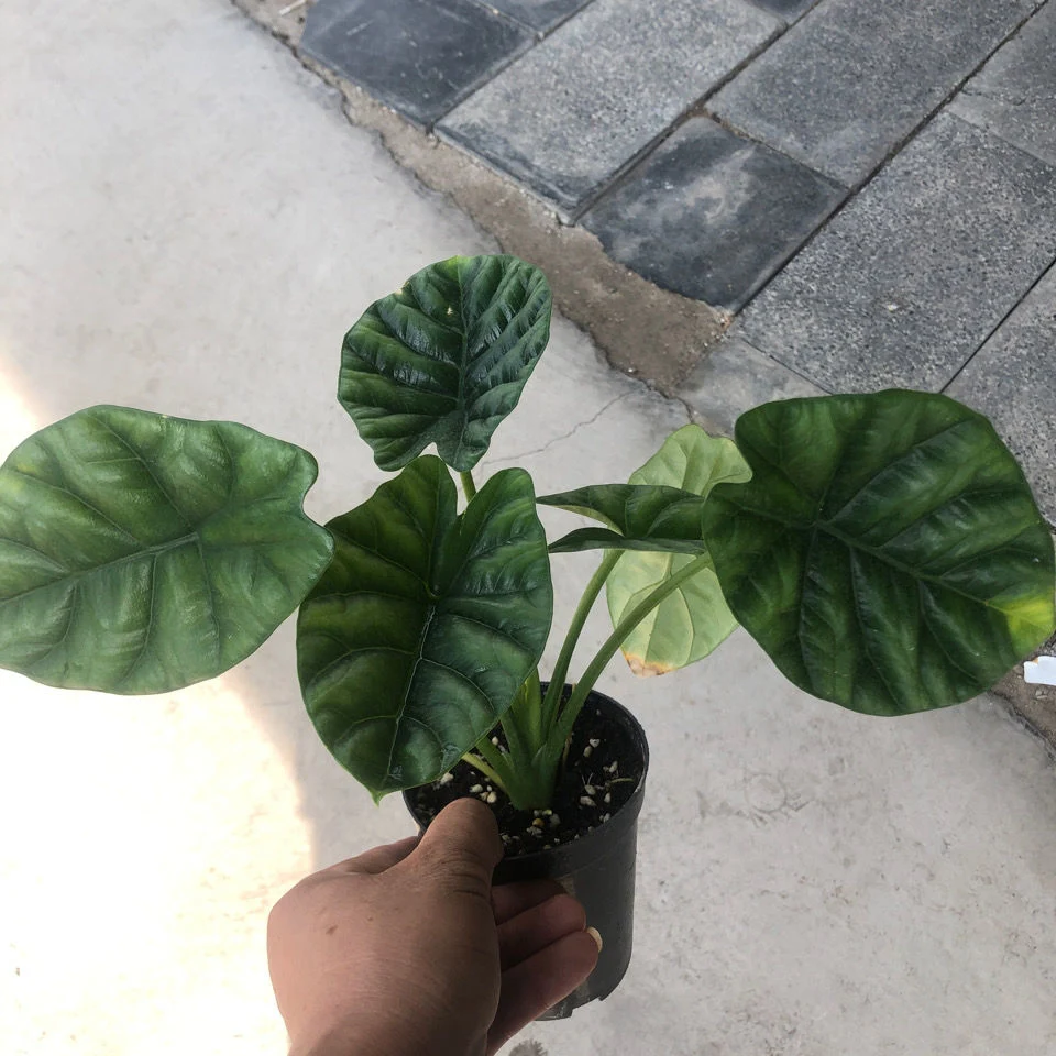 Alocasia Sinuata planta viva Bonsai Sala de estar dentro y fuera de oficina