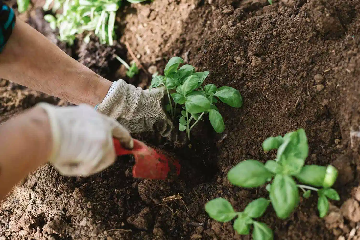 Potassium Humate acides humiques engrais organique pour les cultures jusqu'à 70 % d'acides humiques