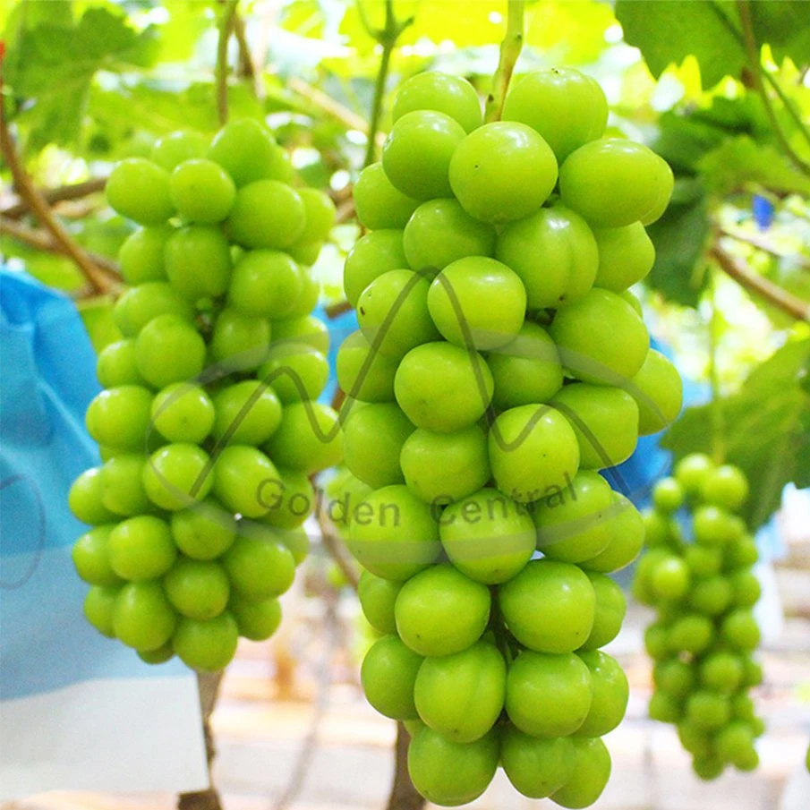 Supplier Offer Delicious High Sugar Shine Muscat Grape Seedless