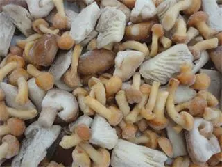 Canned Mixed Mushrooms with High quality/High cost performance  Canned Food Edible Fungus