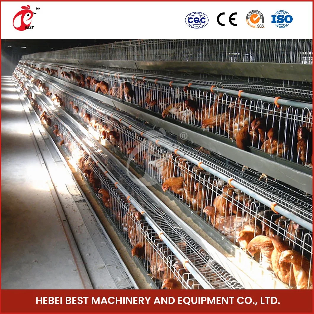 Bestchickencage Tipo corriente capa jaula China Fancy Chicken capa Coops Fabricante ODM Custom Accurate Temperature Control Pollo Cages huevo capa 200 aves