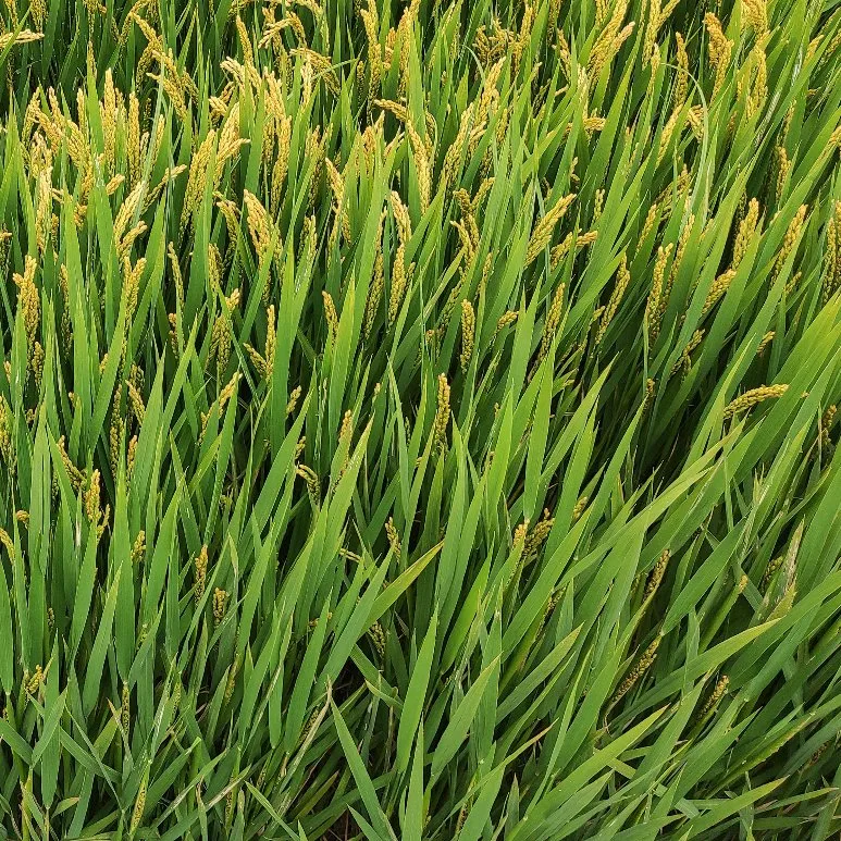 rice herbicide Quinclorac TC 25% OD 50% WP