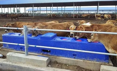 Aislamiento plástico tanque de agua potable Calefacción eléctrica en ganado de Invierno Cría