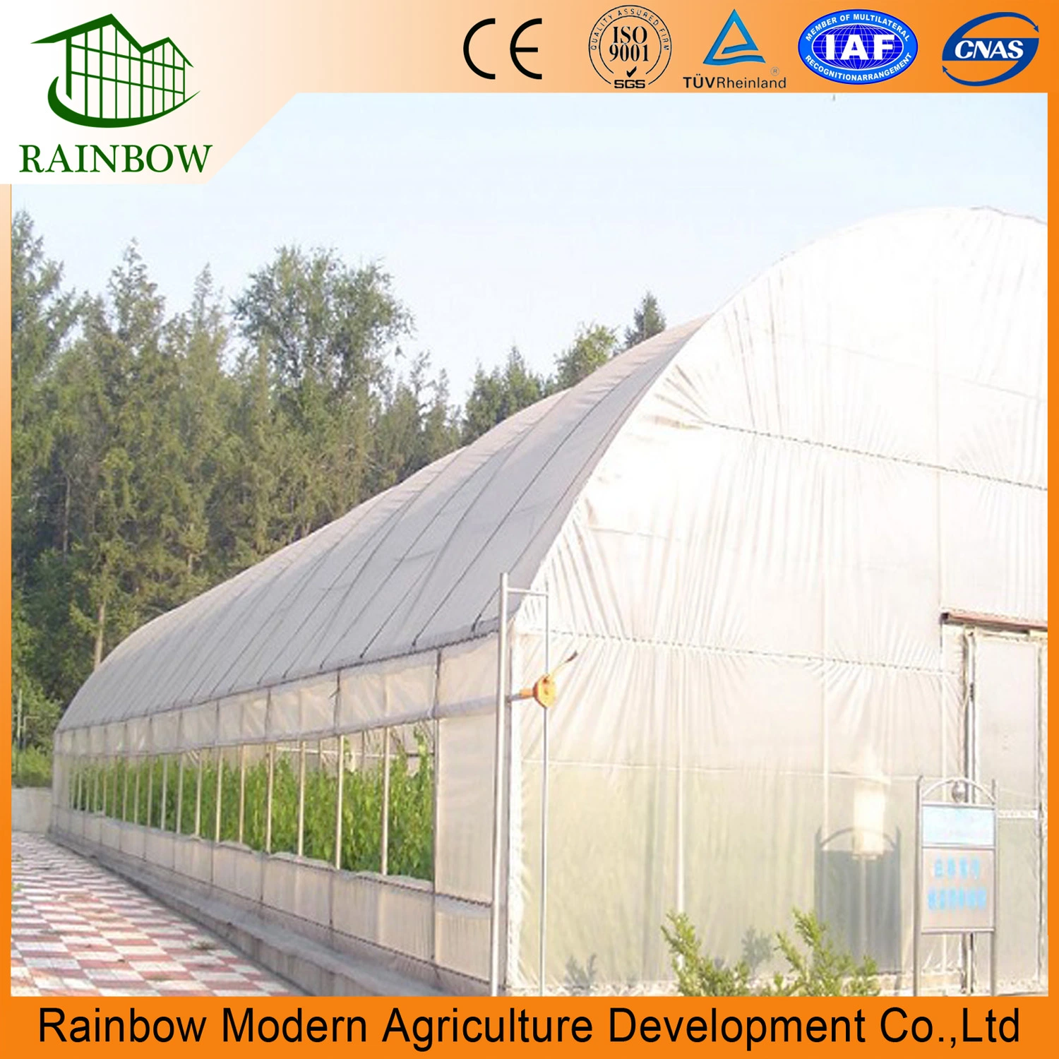 Single Span Tunnel Plastic Film Greenhouse for Vegetable and Flower