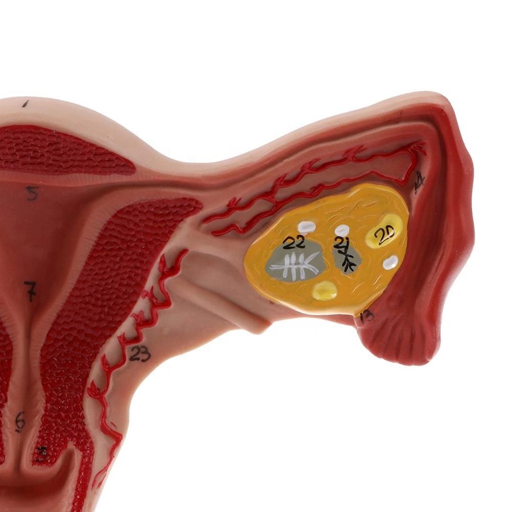 3D Human Anatomy Ovary Uterus Model for Biology