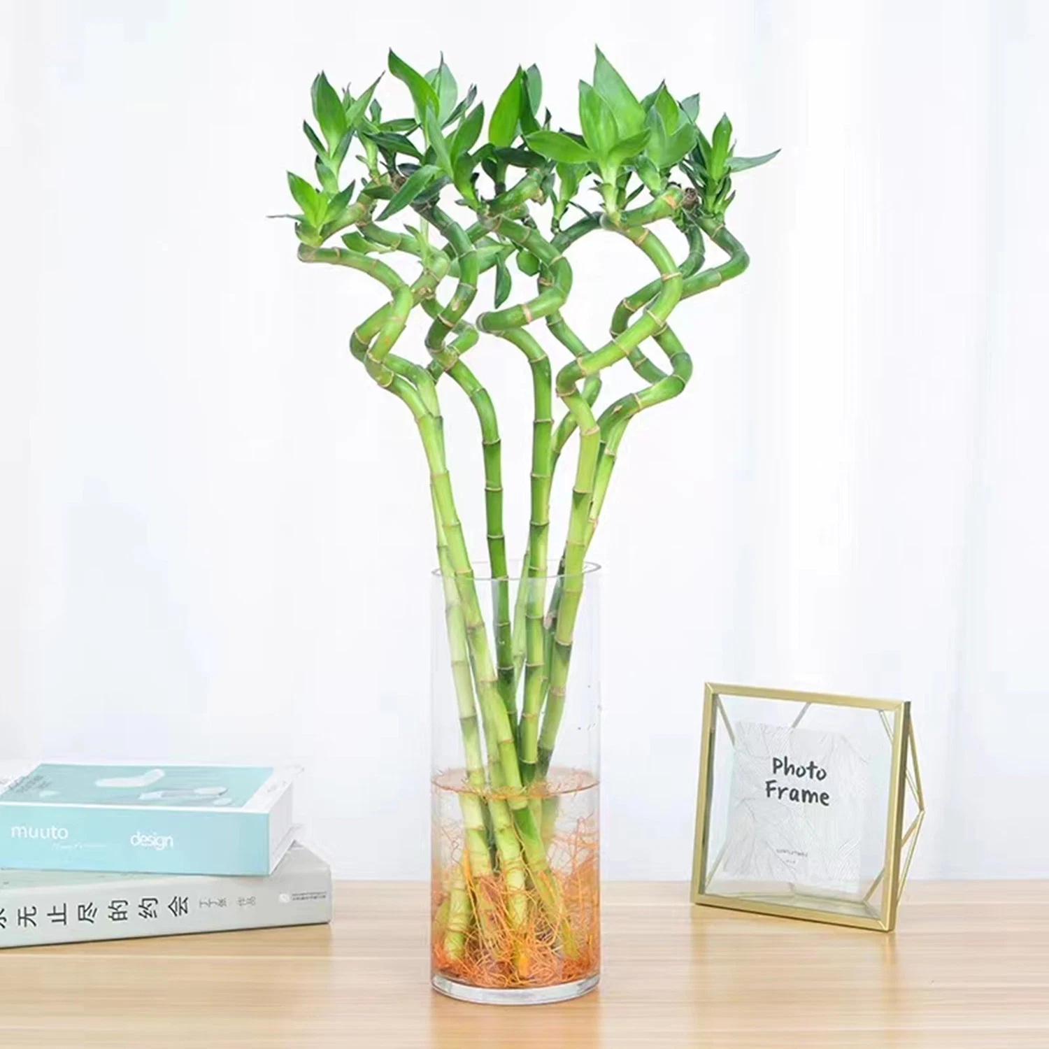 Spiral Lucky Bamboo Flower Fengshui Bonsai Evergreen Tree Bamboo Plant Wholesale/Supplier