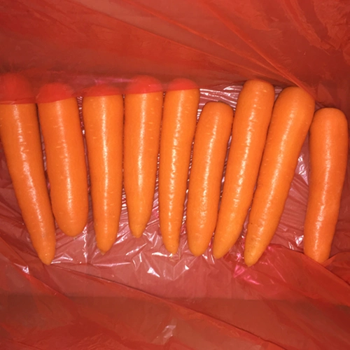 New Crop Shandong Carrot Just Harvest