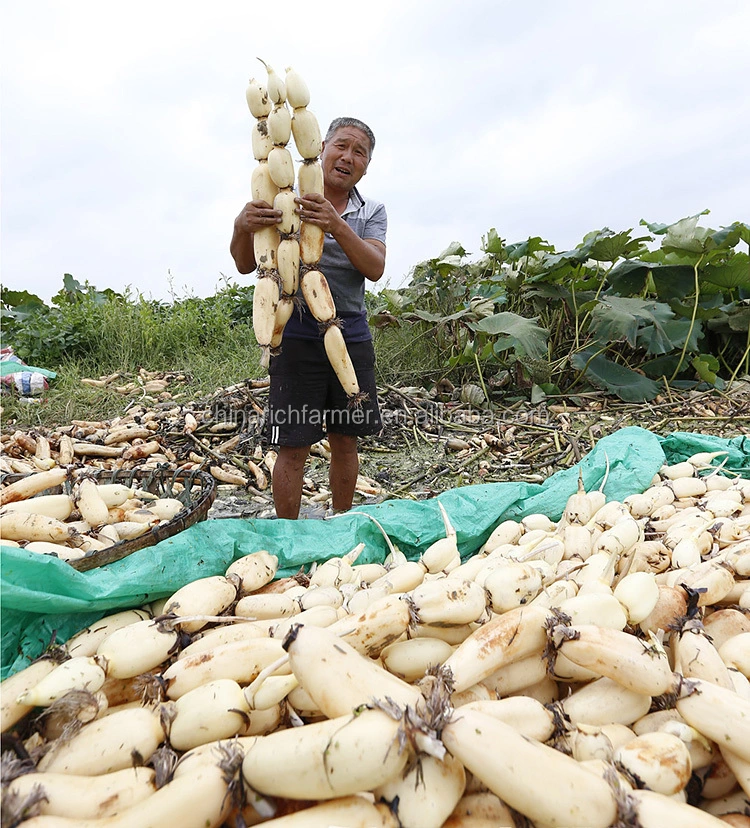 High quality/High cost performance  Fresh Lotus Root for USA Market