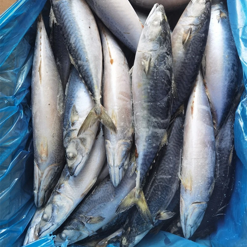 Pescado helado de japonicus de la Mackerel del Pacífico