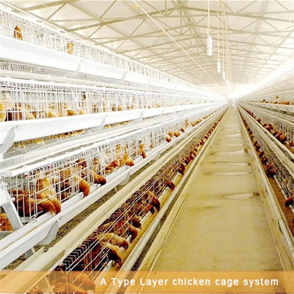 Chicken Farming/Farm Equipment/Machine Broiler Layer High Rate Baby Chicken Cage