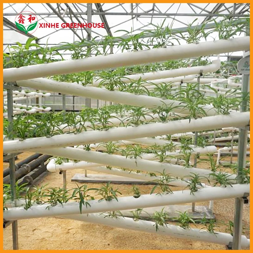 Efficient Polycarbonate Greenhouse and Cocopeat Hydroponic for Tomato Growing