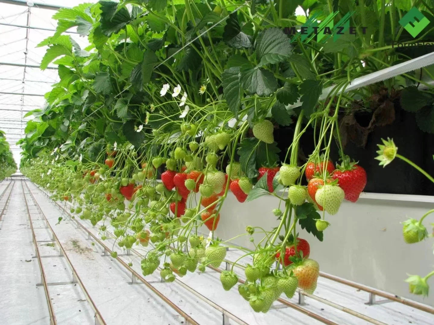 New Hydroponic Agriculture Substrate Planting Equipment PVC Strawberry Gutter with Drain Groove