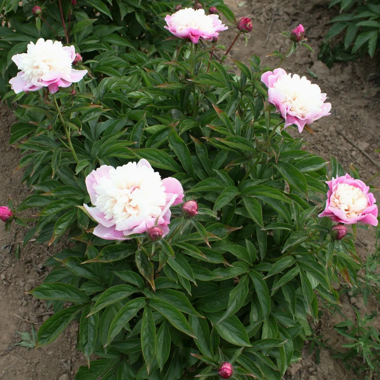 Heißer Verkauf Verschiedene Größe Multi-Color-Big Flower Chinesischen Kraut Pfingstrose Qi Hua Lu Shuang