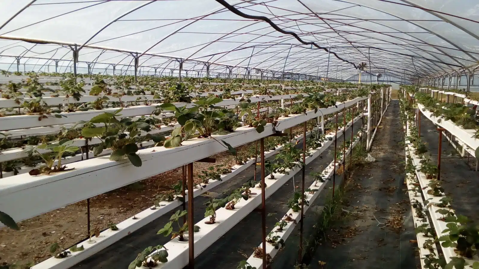 Superarm Greenhouse NFT Channel Factory Hot Sale UPVC retangular Channel Sistema