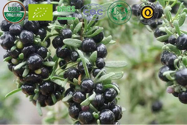 أسود مجفّف من الأعشاب Black Goji Berry Black Wolfberry Black بجودة عالية بيري