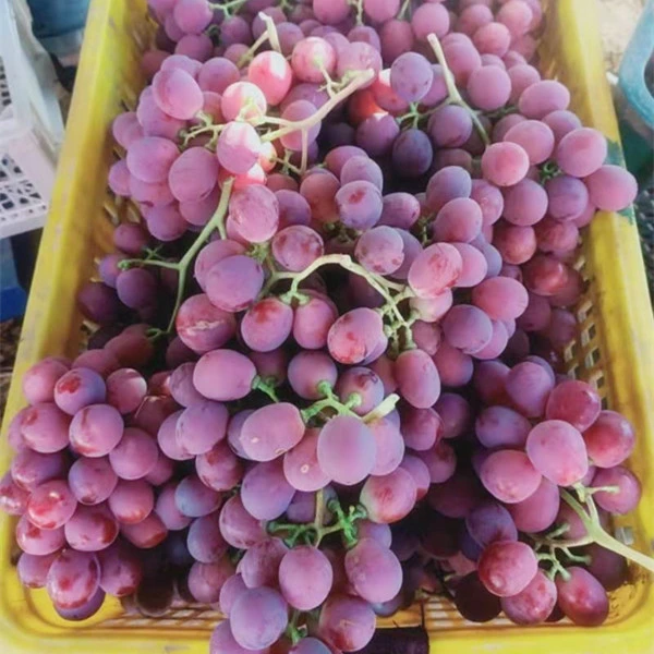 Fresh Xinjiang Good Quality Delicious Red Grapes