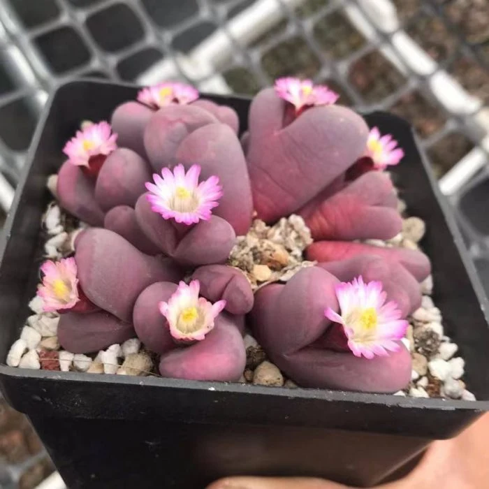 Dudu Neu Ankunft Rot Danei Lithops Natürlich Live Succulent