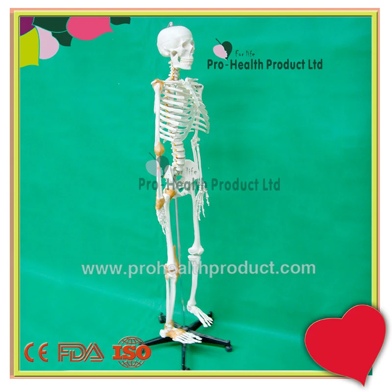 With Ligament Human Anatomy Skeleton 3D Model