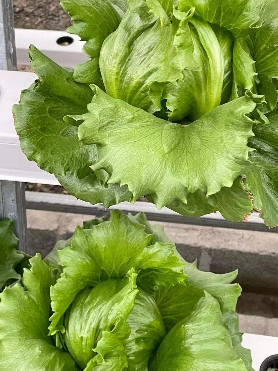 Vertical Indoor Hydroponic PVC Nft Micro Greens Growing Trough Hydroponics System