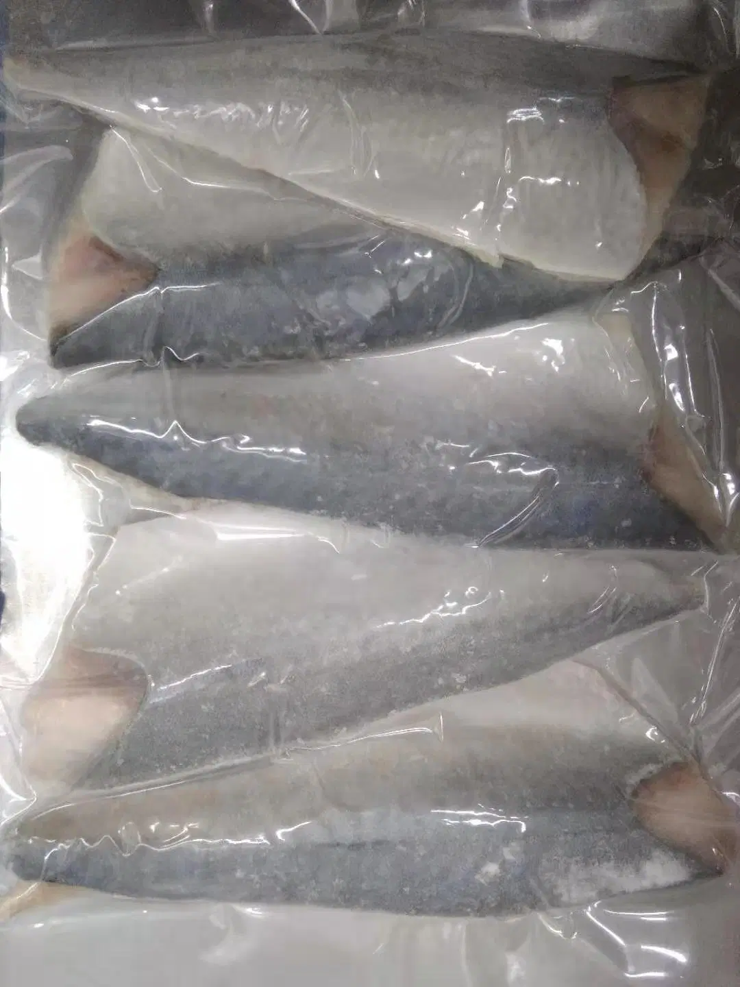 Halal Frozen Pacific Mackerel Fillet, Skin on