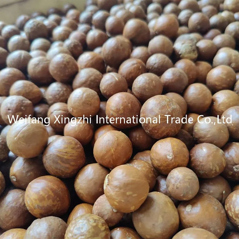 Chinese Low Price Roasted Macadamia Nuts for Wholesale