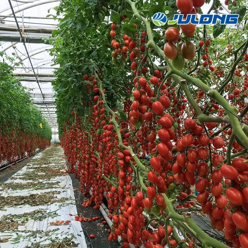 Agricultural Greenhouses Tunnel Greenhouses with Hydroponics and Irrigation System