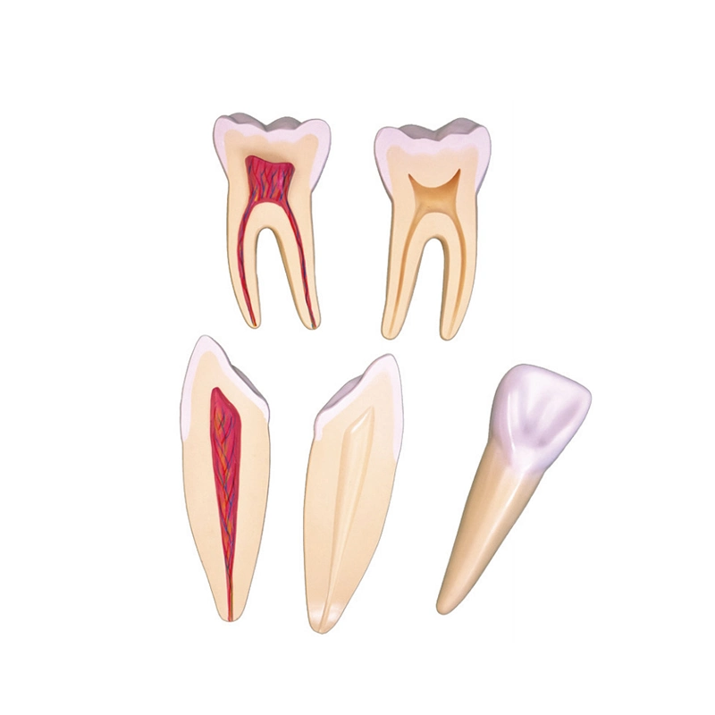 Modèles anatomiques médicaux modèle larynx humain agrandi