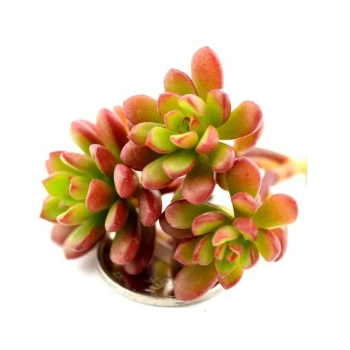 Succulent Sedum"Joyce Tulloch" Natural Plants