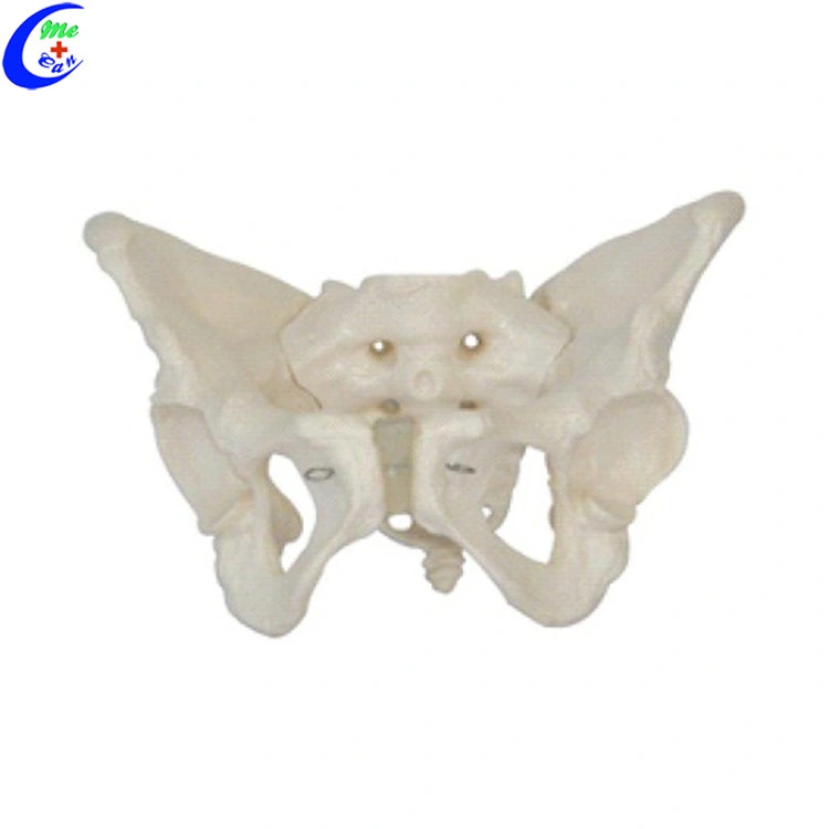 Male and Female Pelvic Skeleton Model Medical Model Medical Training Anatomical Model