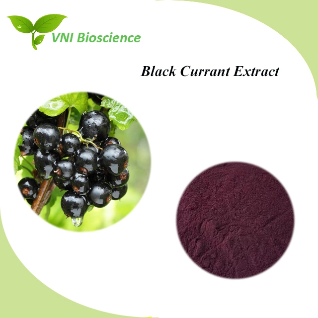 Kosher Certified 100% Natural Anthocyanin Powder Black Currant Extract