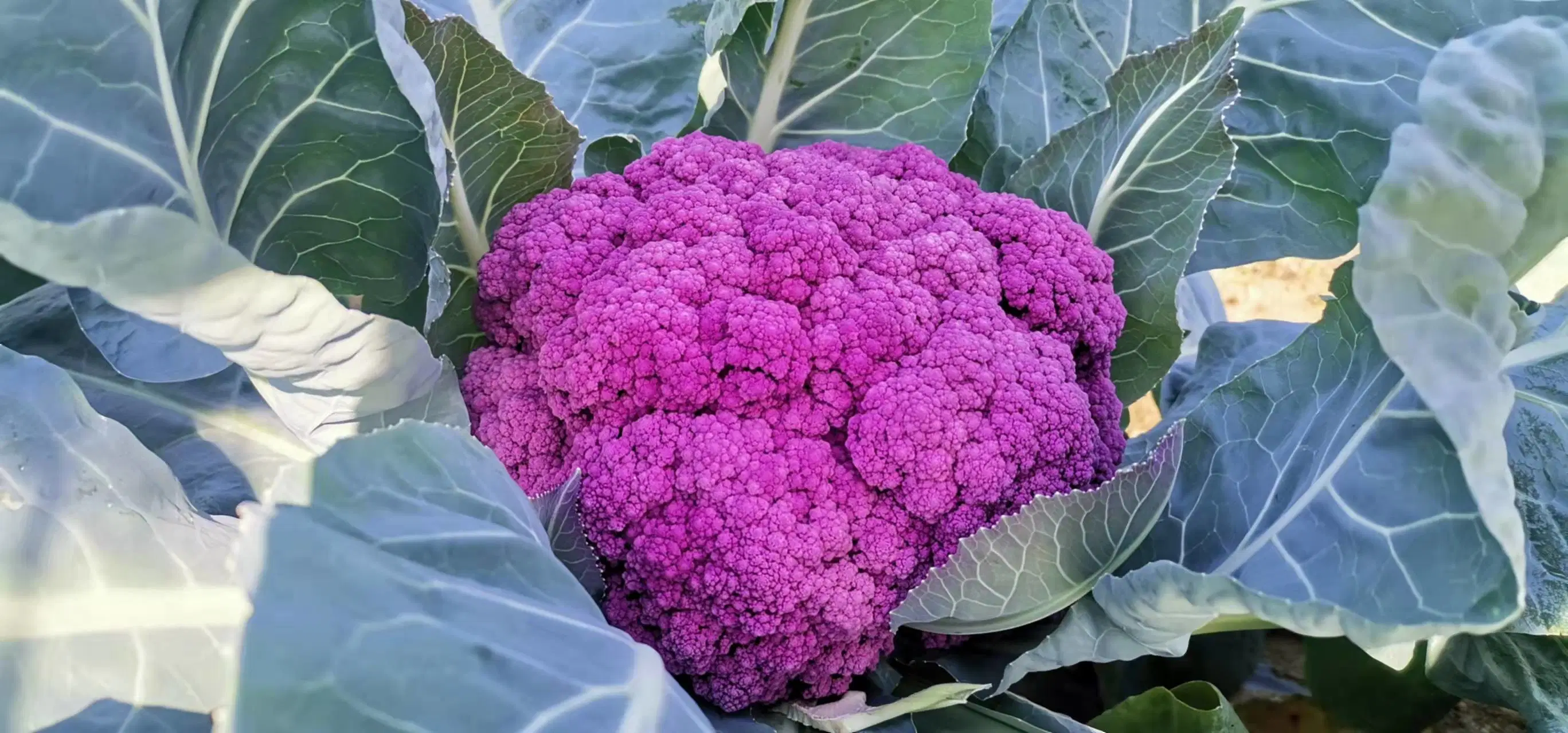 Heißer Verkauf Hybrid Purple Blumenkohl Samen zum Verkauf