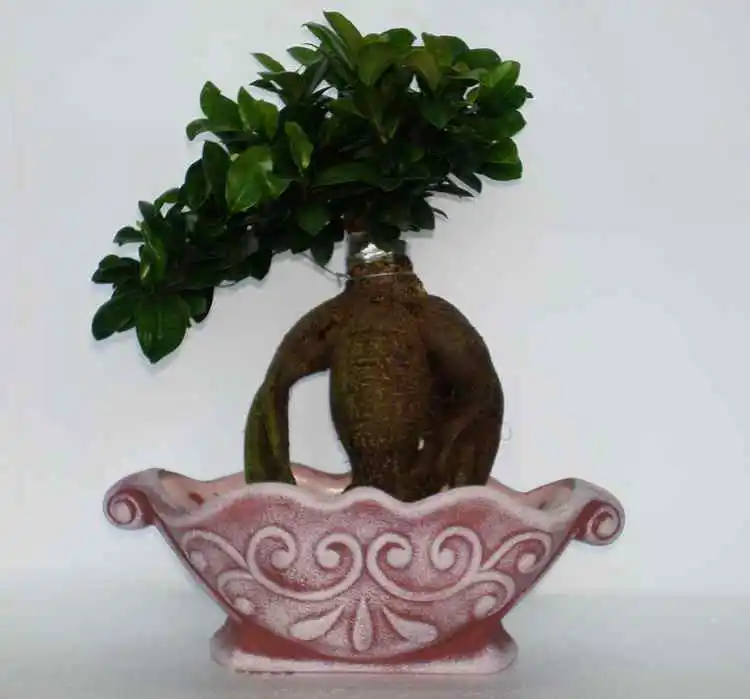 Best Wholesale/Supplier China Ficus Bonsai Plant Natural Ginseng Farm for Garden