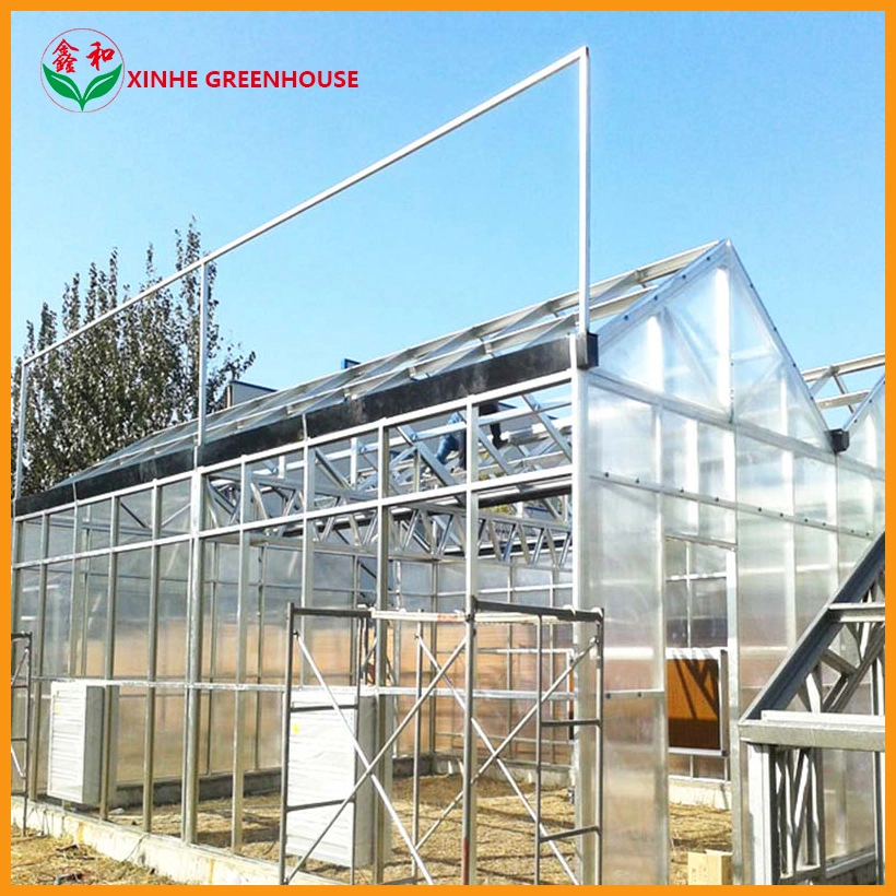 Hot Galvanized Steel Frame Structure Plastic Sheet Commercial Multi Span Greenhouse