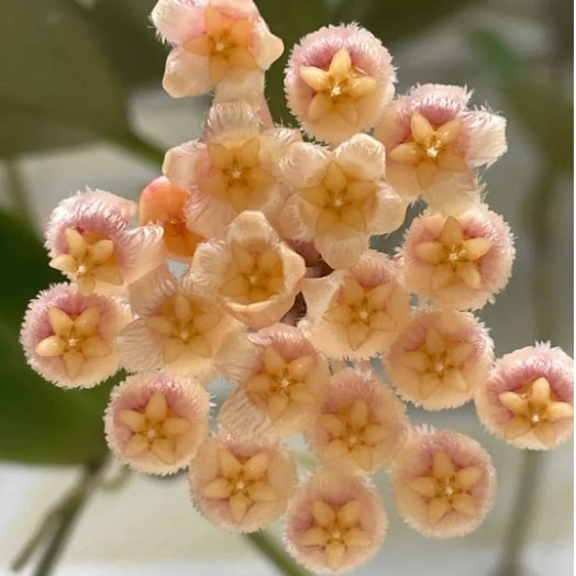 Hoya 'sunrise' Plantes réel