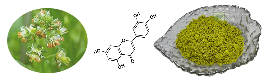 CAS 491-70-3 farmacéutica extracto de piel de maní Luteolin polvo