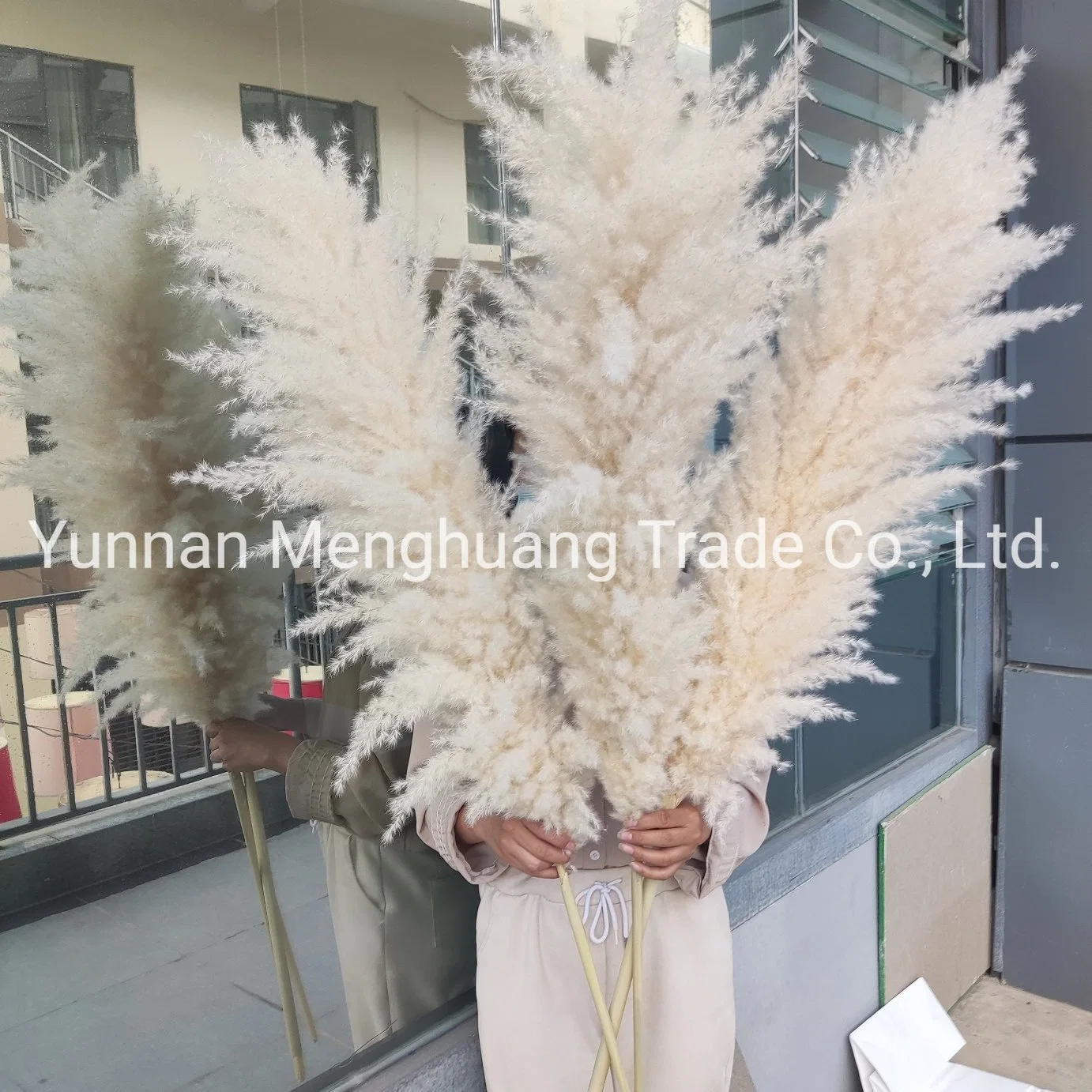 Wholesale/Supplier Boho Wedding Decor Large Plume Dry Pampas Grass Flower Decor Natural Real Preserved Dried Pampas Grass for Amazon Hot Sale